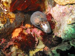 Cleaning station, Dive site: Sodwana, South Africa, How: ... by Jaco Jacobs 